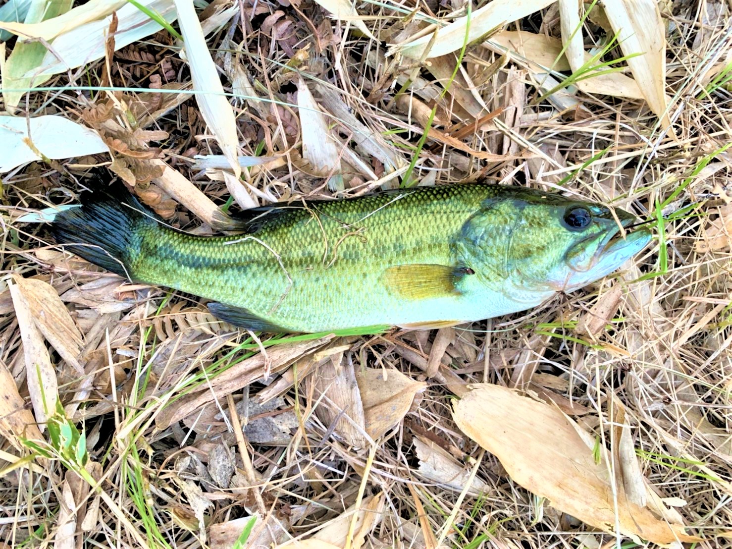 青森県三沢市ブラックバスが釣れる場所ランキングベスト5は?