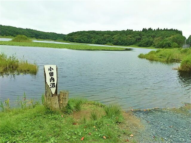 小田内沼 青森県三沢市ブラックバスが釣れる場所