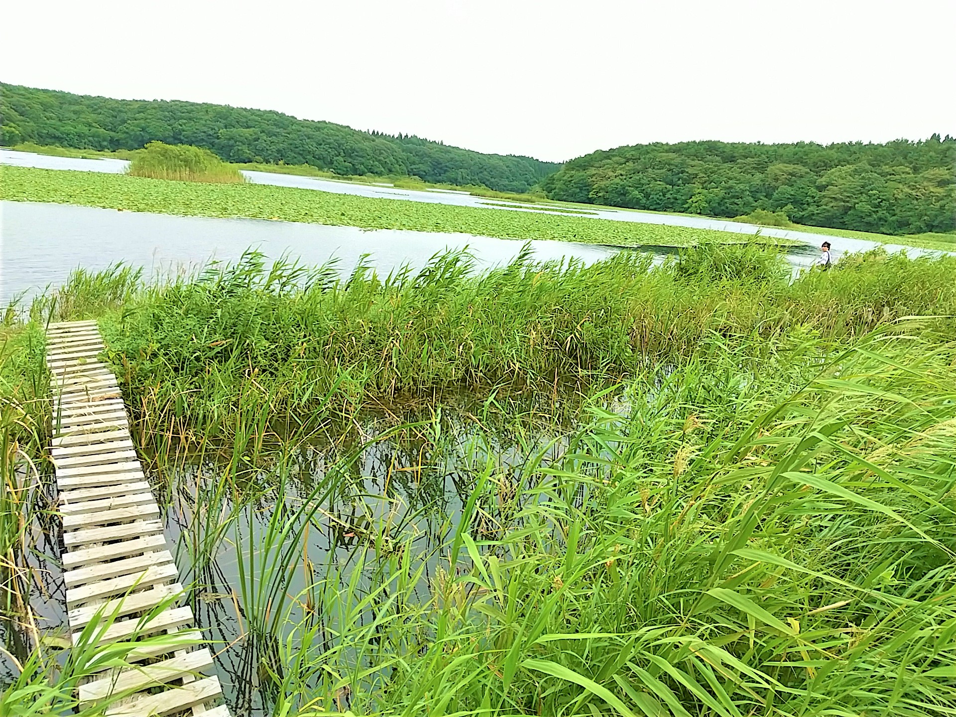 青森県三沢市ブラックバスが釣れる場所ランキングベスト5は?