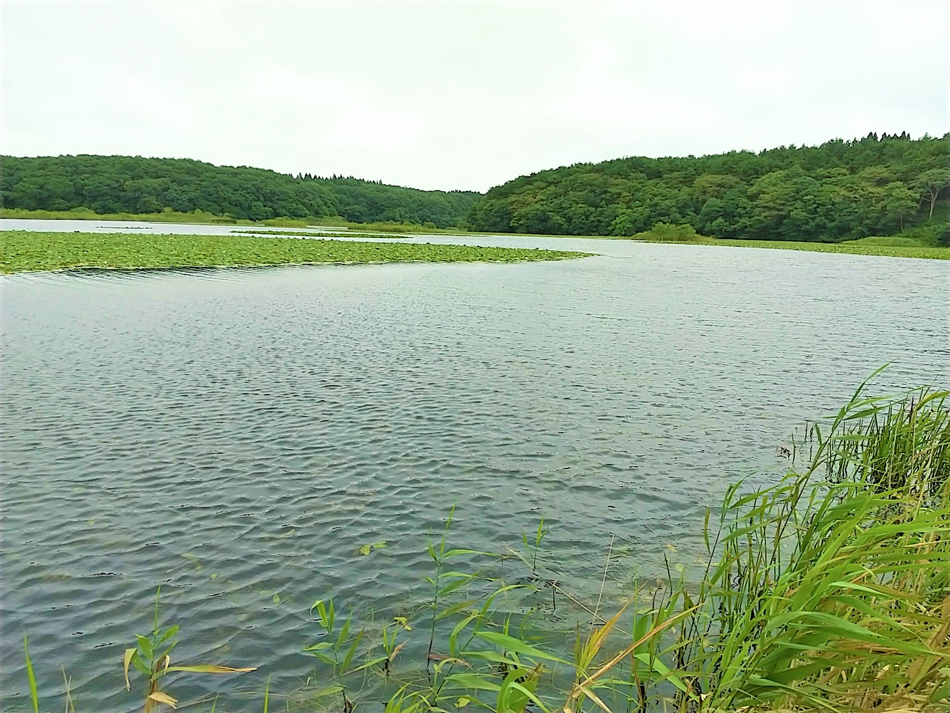 青森県三沢市ブラックバスが釣れる場所ランキングベスト5は？