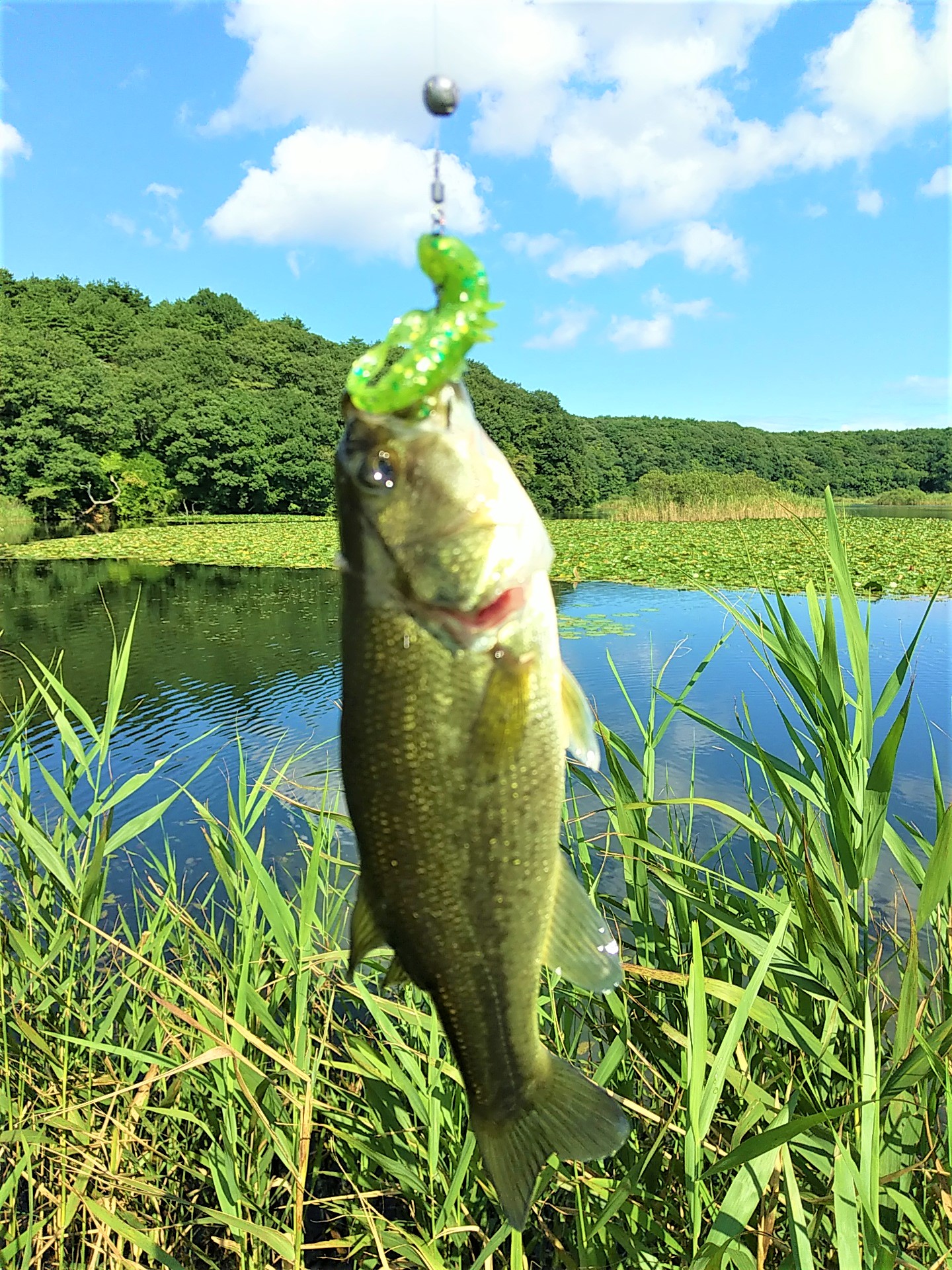 青森県三沢市ブラックバスが釣れる場所ランキングベスト5は?