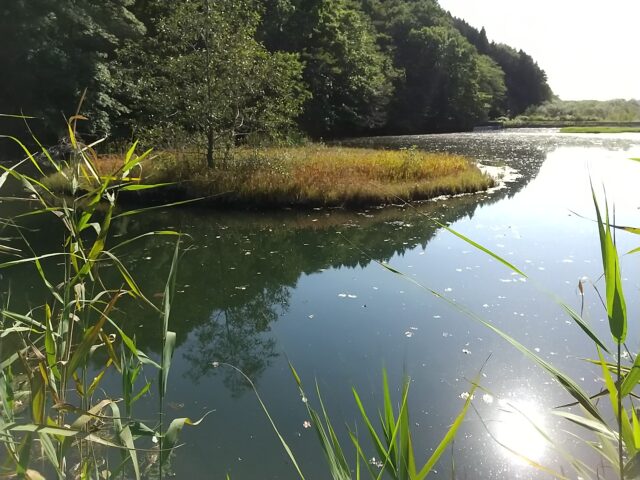 姉沼・通行止め付近の野池（鉄塔） 青森県三沢市ブラックバスが釣れる場所