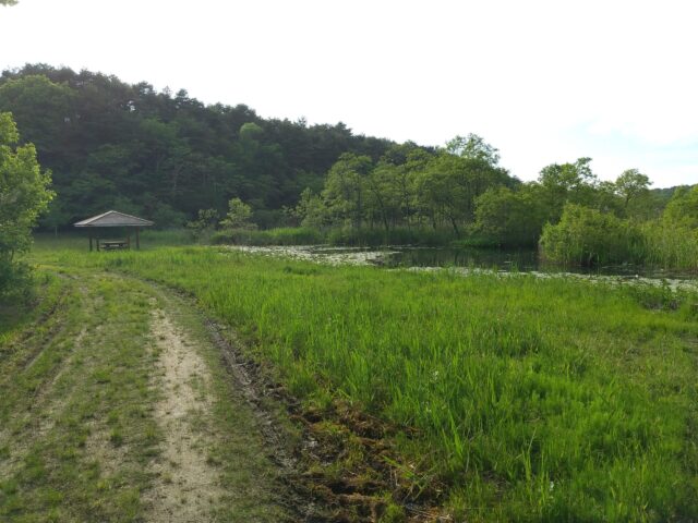 小田内沼 青森県三沢市ブラックバスが釣れる場所