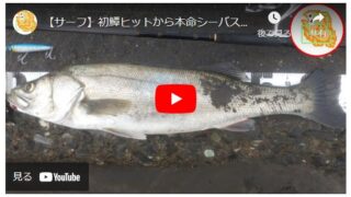 【サーフ】初鱏キャッチから本命シーバスをぶっ飛び君95Sで釣り上げる！