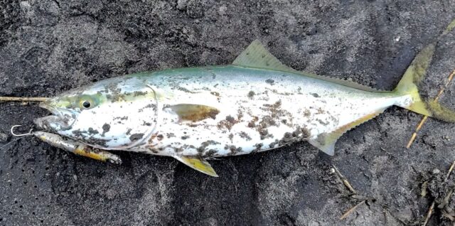 かっ飛び棒 ワラサ サーフ