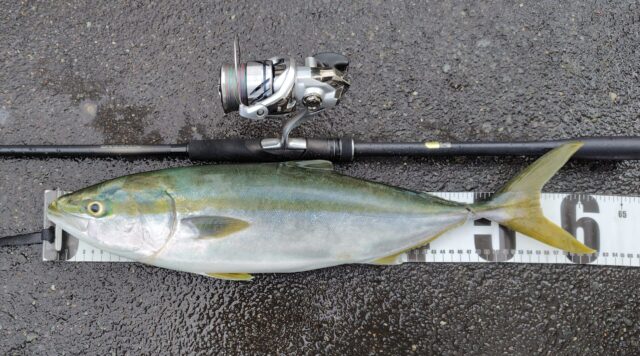 かっ飛び棒 ワラサ サーフ