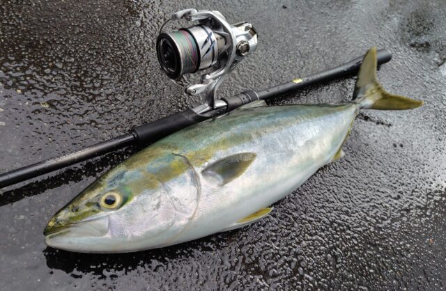 かっ飛び棒 ワラサ サーフ