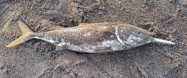 かっ飛び棒 イナワラ サーフ