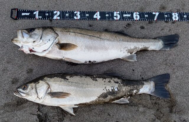 かっ飛び棒 サーフシーバス