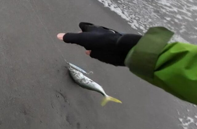 かっ飛び棒 イナダ サーフ