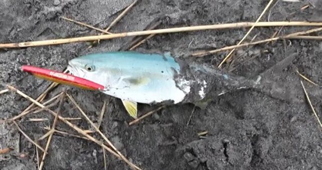 かっ飛び棒 イナダ サーフ