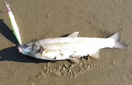 ウグイ 三沢サーフ