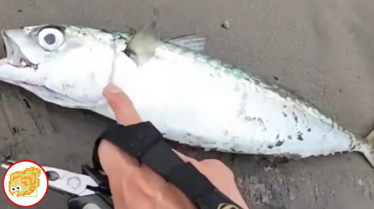 サバ サーフ 釣り