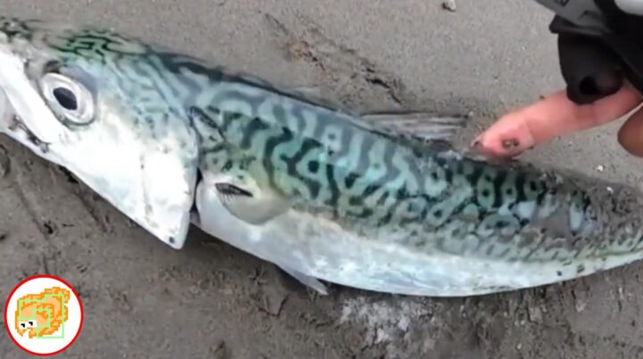 サバ サーフ 釣り