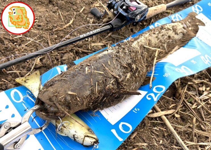 ナマズ釣り イチエン