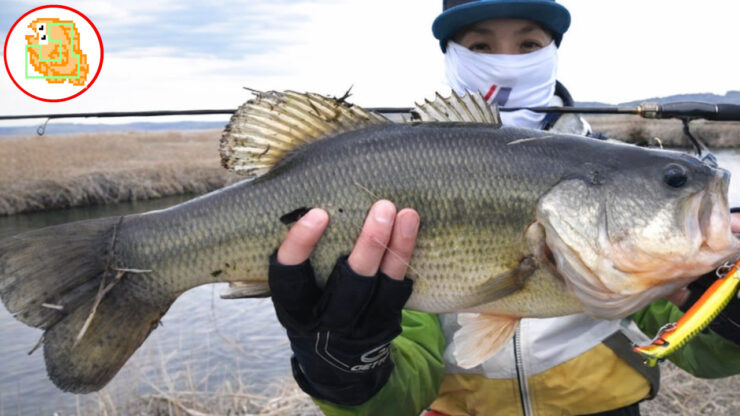 ブラックバス おすすめタックル