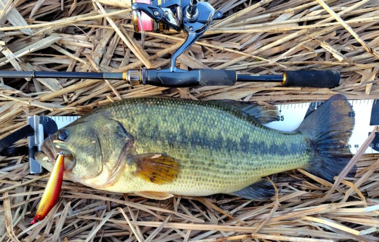 ブラックバス タックル おすすめ