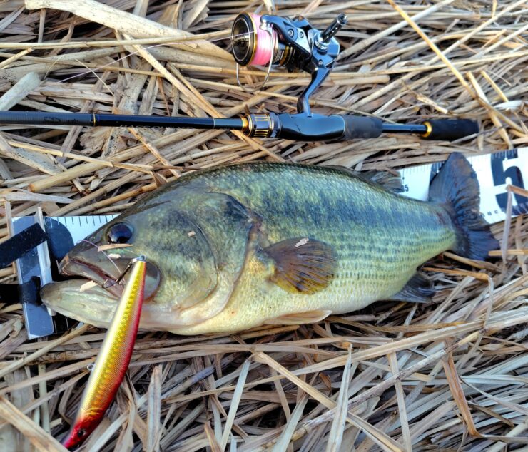 ブラックバス タックル おすすめ