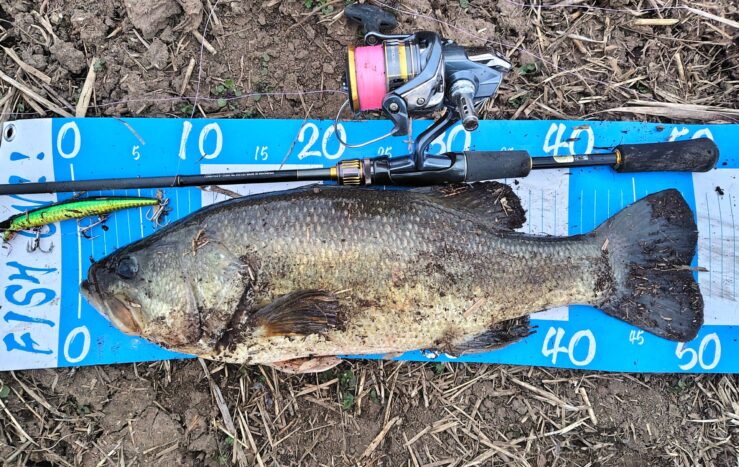 ブラックバス イチエン