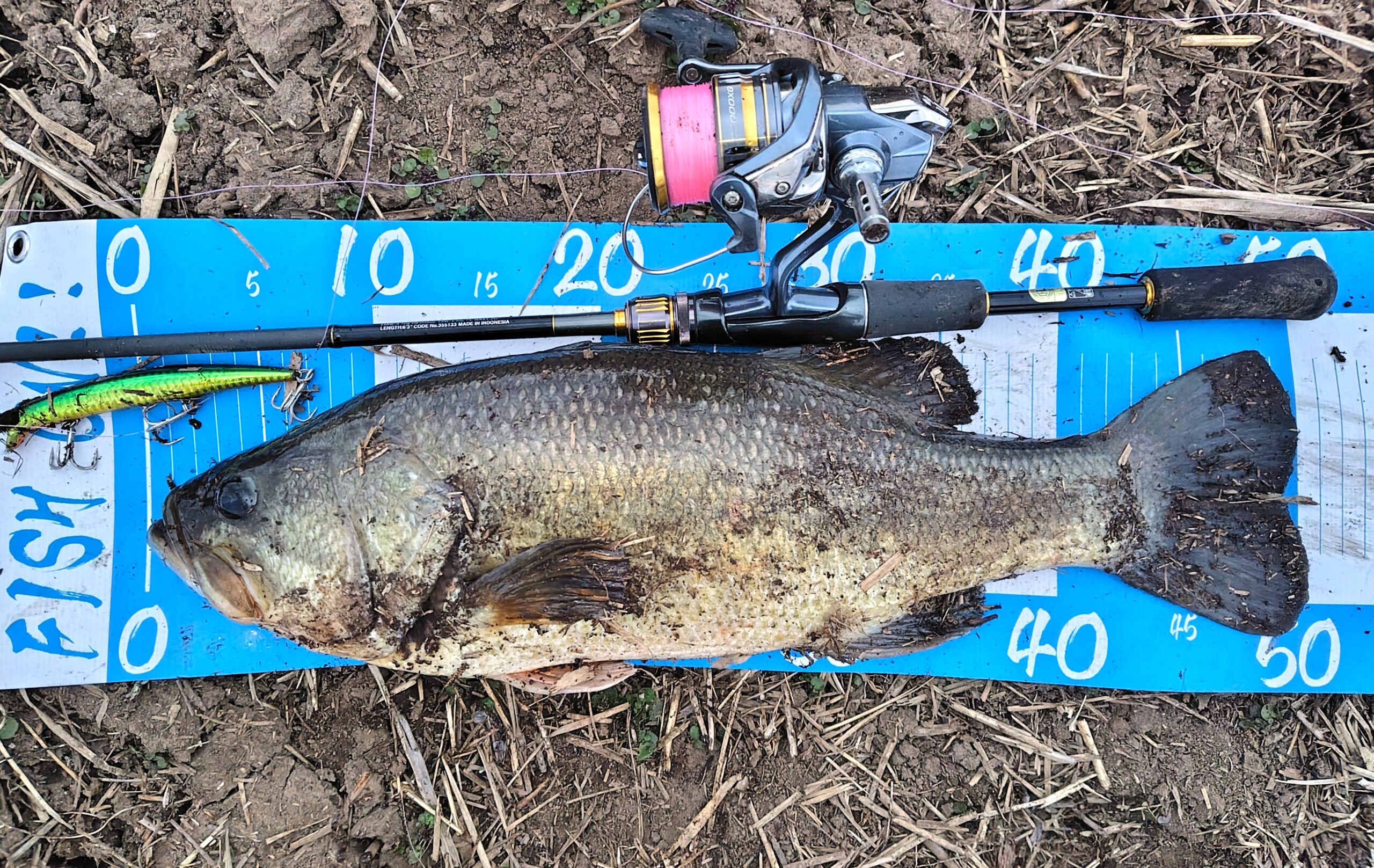 ブラックバス イチエン