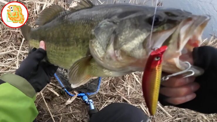 ブラックバス イチエン