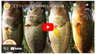 【ブラックバス】50UP釣るまで62日通い続けたデカバスチャレンジ！