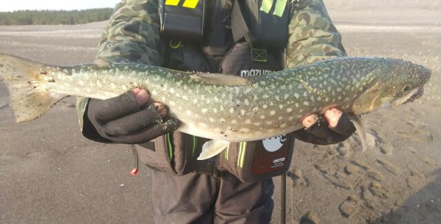 アメマス サーフ 海雨