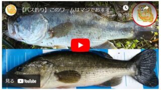 【バス釣り】このワームはマジでおすすめ！陸っぱりからデカバスを狙い撃ち！！