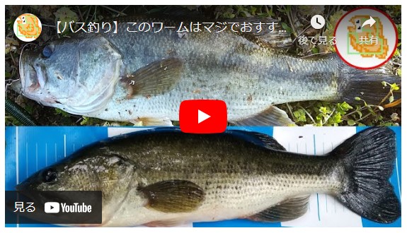 【バス釣り】このワームはマジでおすすめ！陸っぱりからデカバスを狙い撃ち！！