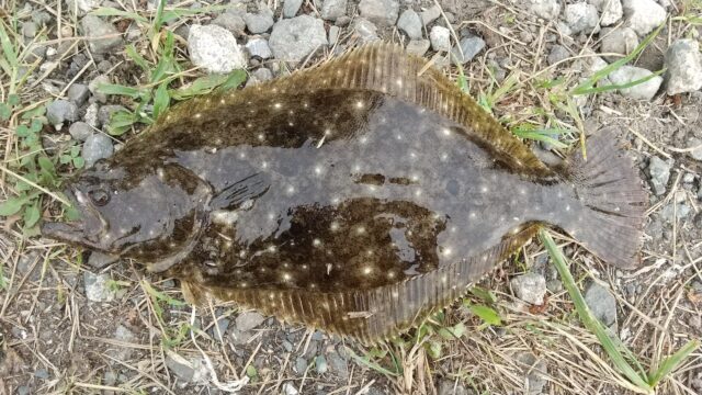 ソゲ 六ケ所 高瀬川