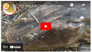 【マゴチ】え？ 青森でも釣れるの？ ヒラメもヒット！