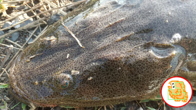 【マゴチ】え？ 青森でも釣れるの？ ヒラメもヒット！