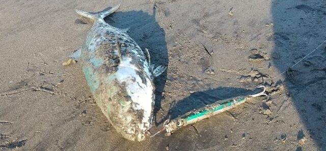 ジャンプライズ 飛びキング 青物