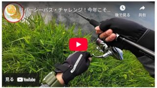 リバーシーバス・チャレンジ！今年こそ釣ったります！！