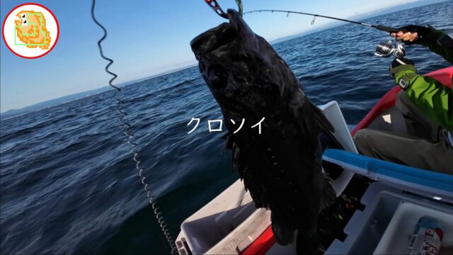 クロソイ オフショアジギング