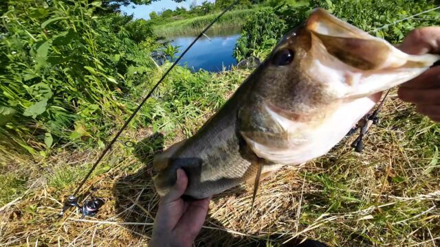 癒しのバス釣り!エントリーモデルでも太バス釣れます! #バスワンXT