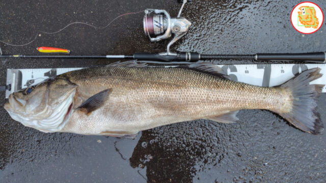 【ランカーシーバス】2馬力ボートでジギングしたら太シーバス釣れました！ オフショア 陸奥湾