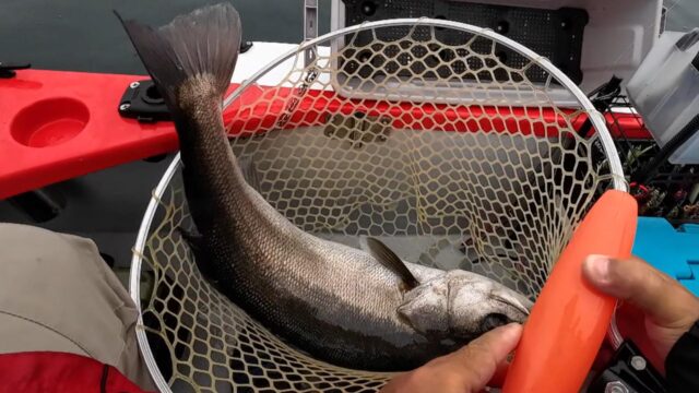 シーバス 陸奥湾 2馬力ボート