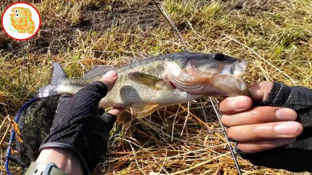 癒しのバス釣り!エントリーモデルでも太バス釣れます! #バスワンXT