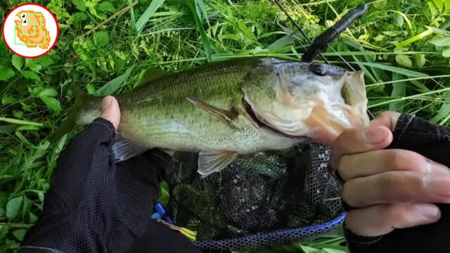 癒しのバス釣り!エントリーモデルでも太バス釣れます! #バスワンXT