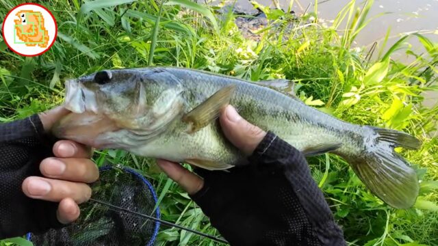 癒しのバス釣り!エントリーモデルでも太バス釣れます! #バスワンXT