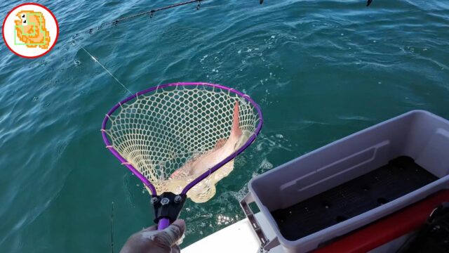 真鯛を釣ったタックル