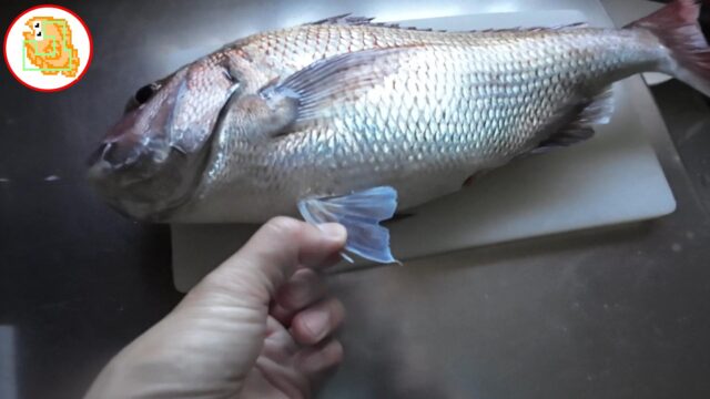 初めての真鯛は50cm UP！