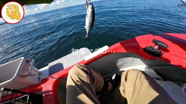 クロマグロ ヨコワ