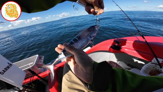 クロマグロ ヨコワ 陸奥湾