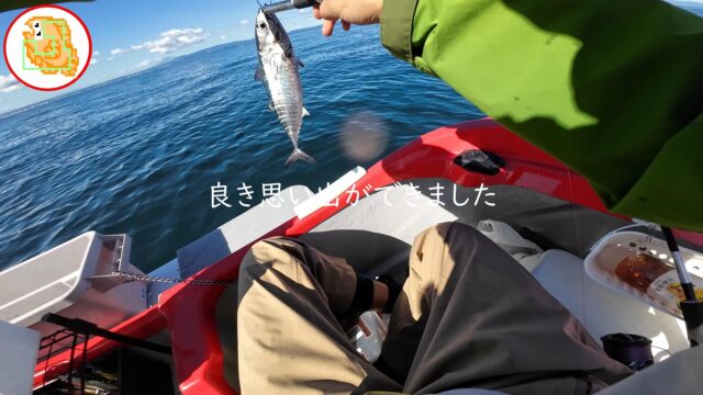 クロマグロ ヨコワ 陸奥湾