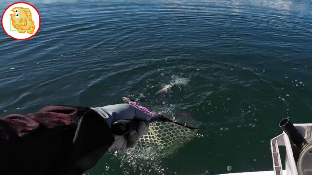 陸奥湾 タイ釣り