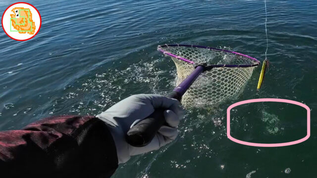 陸奥湾 タイ釣り