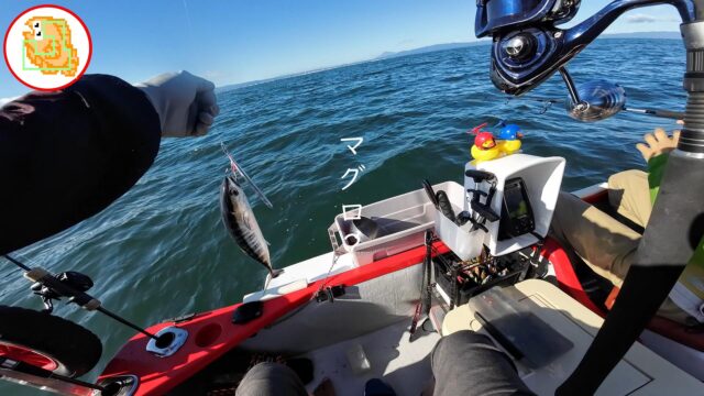 クロマグロ ヨコワ