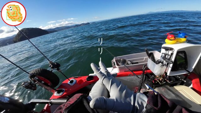 クロマグロ ヨコワ